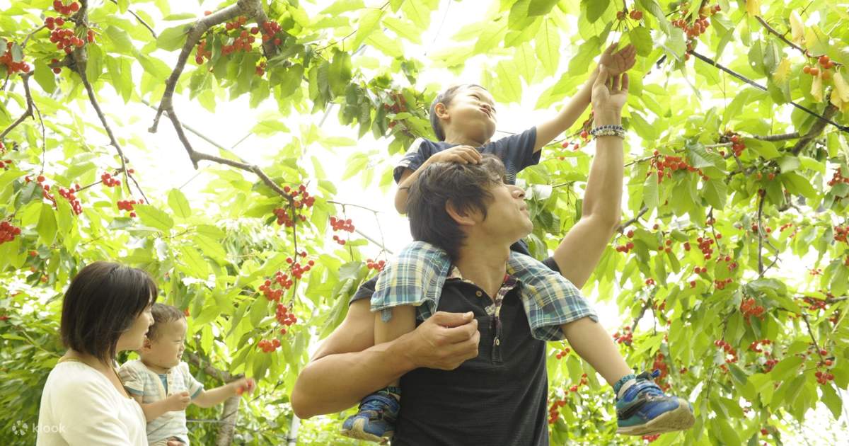 Cherry Picking Experience in Furano Hokkaido Klook Singapore
